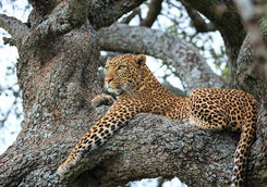 Leopard in a tree