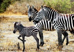 Zebra family
