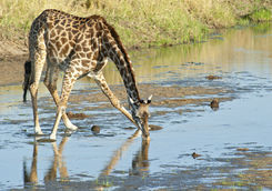 Giraffe is spreading the legs to drink water