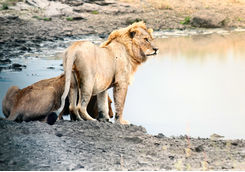 Lions drinking