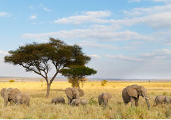 African elephant herd and acacia tree