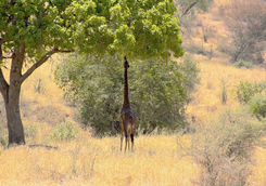 A giraffe eating the leaves of the sausage tree