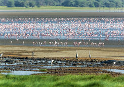 Flamingos at lake Manyara
