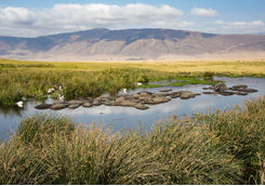 Herd of hippo in watering hole in Ngorongoro