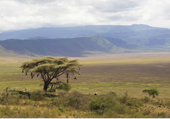 Tree at Ngorongoro crater