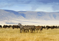 Zebra and wildebeest at Ngorongoro crater