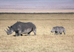 Black rhinoceros mother and baby