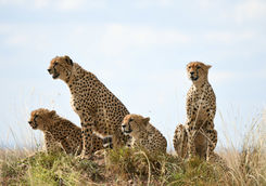 Cheetah in Ngorongoro