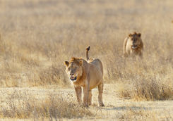 Lion pride stalking across Ngorongoro