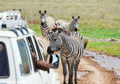 Zebras in Ngorongoro crater