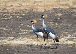 Grey crowned crane couple