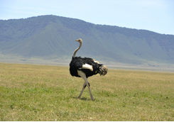 Ostrich walking in Ngorongoro crater