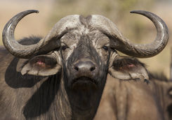 African buffalo close-up in Serengeti National Park