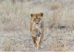 Mother lion carrying cub in Serengeti National Park