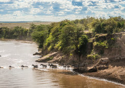 Zebras and wildebeest crossing the river during migration