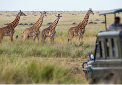 Giraffe family