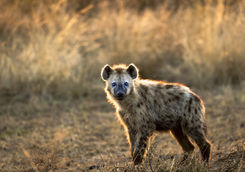 Hyena in Serengeti National Park