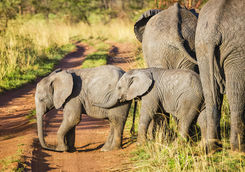 African bush elephant calves in Serengeti