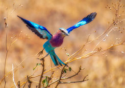 Lilac breasted roller