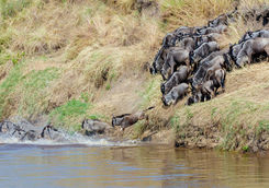 Wildebeest migration across the Mara river