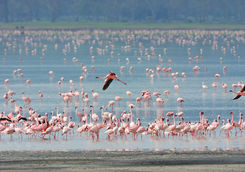 Flamingos at Lake Manyara