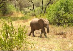 Lake Manyara elephant