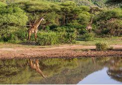 Giraffes by Lake Manyara