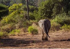 Elephant by Lake Manyara