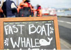 Board for whale watching in Reykjavik