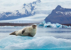 Seal on an iceberg