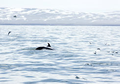 Whale watching on the arctic sea near Husavik