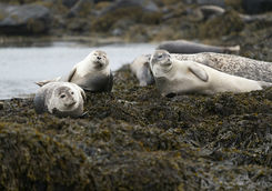 Seal colonie on Vatnsnes coast