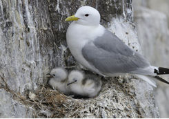 Black legged Kittiwake on the nest with babies