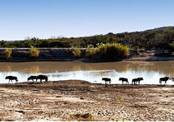Wildebeest in Waterberg on the Limpopo province