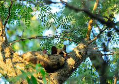 Bushbabies spleeping in a tree