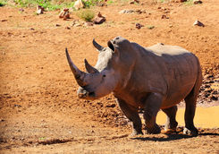 White rhinoceros in Marakele National Park