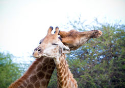 Giraffes bonding