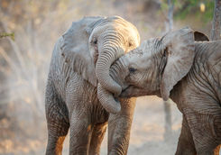 Playful elephants
