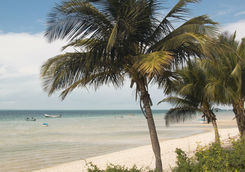 Beach of Vilanculos with palm trees