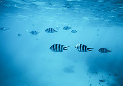 Tropical fishes