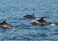Dolphins in Mozambique