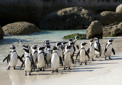 Penguins Walking on Beach