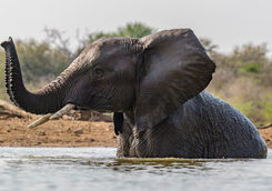 Elephant in Water