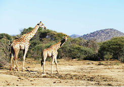 Two Giraffes
