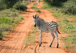 Zebra in Wild