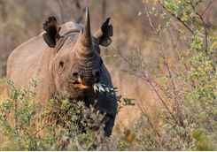 Black Rhino Eating
