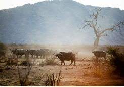 Group of Buffalos
