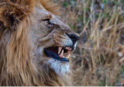 Side View of a Lion