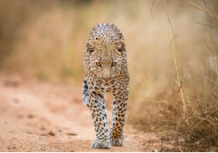 Walking Leopard