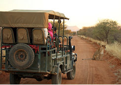 Morning Game Drive